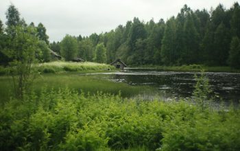 Tranquil pond surrounded by dense green forest and lush vegetation.